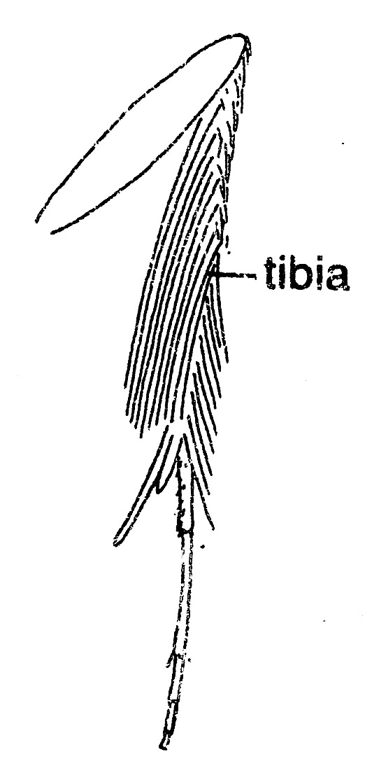 Hindleg of Phyllonorycter maestingella (Gracillariidae).